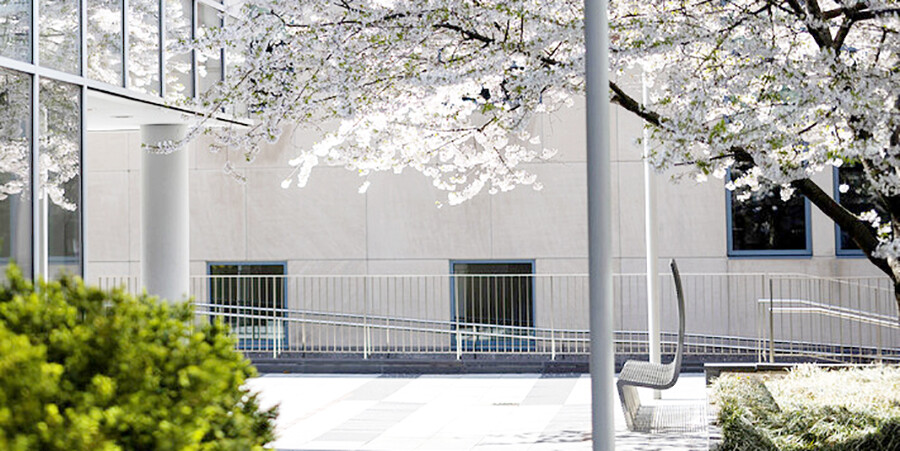 walkway with flowering tree