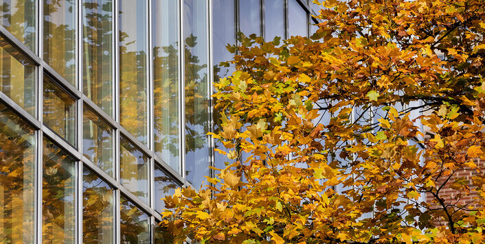 glass building and fall leaves